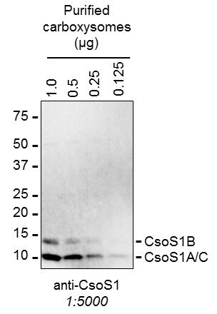 western blot using anti CsoS1 antibodies